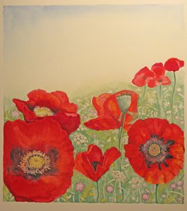 Campo di papaveri