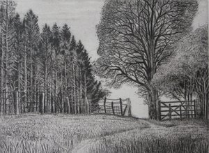Il sentiero del bosco - Primavera