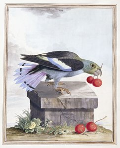 Tavola VIII