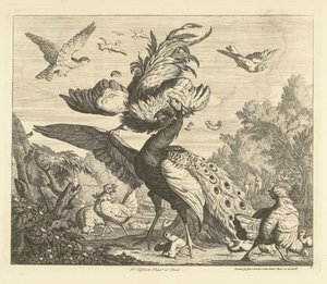 Gallo attacca un pavone