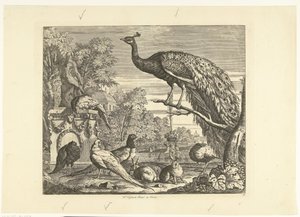 Pavone, conigli e altri uccelli presso una fontana da giardino (Diversi uccelli) da Peter Casteels (III)