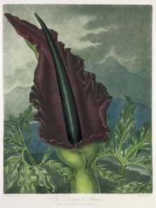Il Drago Arum, inciso da Ward, da 