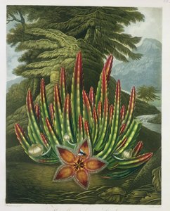 La Stapelia portatrice di larve, incisione di Stadler, da 