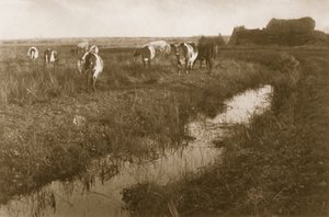 Bovini nella palude, c.1886