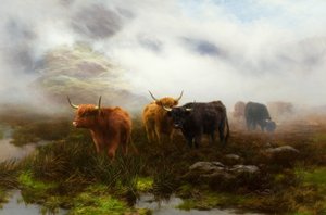 Brughiera e nebbia