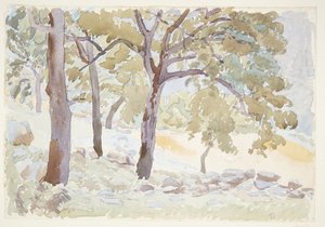 Margine di una foresta