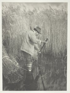 Un tagliatore di canne al lavoro da Peter Henry Emerson