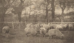  da Peter Henry Emerson