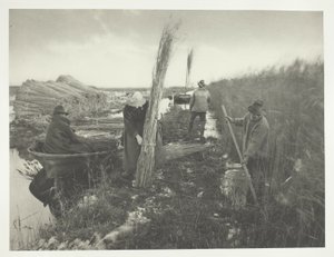 Durante la raccolta delle canne da Peter Henry Emerson