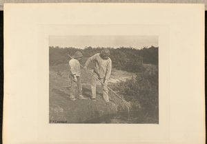 AnguillaPrelievo nelle acque del Suffolk da Peter Henry Emerson