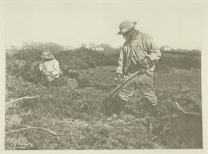 Taglio di ginestra su una comune del Suffolk da Peter Henry Emerson