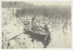 Raccolta di ninfee da Peter Henry Emerson