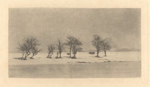 Alberi spinosi contorti da Peter Henry Emerson