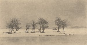 Alberi di spina contorta, c. 1890, stampato c. 1895