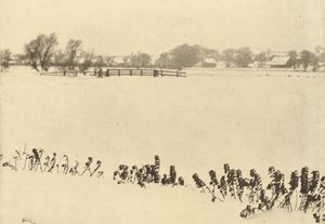 Erbacce di palude da Peter Henry Emerson