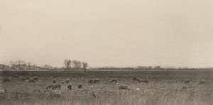 Paludi vicino al Mare del Nord, 1890-1891, stampato 1893