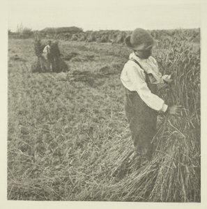 Shocking Corn (Norfolk) da Peter Henry Emerson