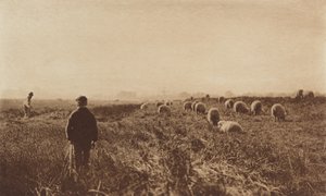 Le paludi a giugno