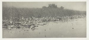 Ninfee da Peter Henry Emerson