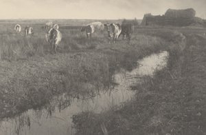 Bovini nelle paludi da Peter Henry Emerson and T.F. Goodall