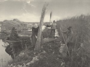 Durante la raccolta delle canne