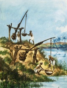 Antichi egiziani che usano un sistema di pesi e pali chiamato shadoofs per prendere l