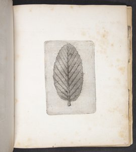 Impronta di foglia
