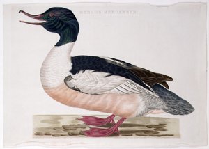Smergo Maggiore da Peter Mazell