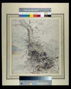 Un albero morente, il suo tronco coperto di rovi, accanto a una recinzione, c.1618-20 da Peter Paul Rubens