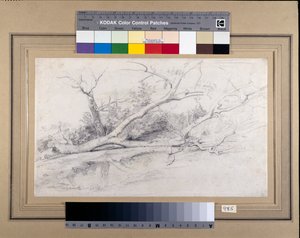 Un albero caduto vicino a una pozza, c.1630 da Peter Paul Rubens