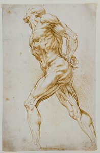 Studio anatomico: un nudo che cammina verso destra, con le mani dietro la schiena