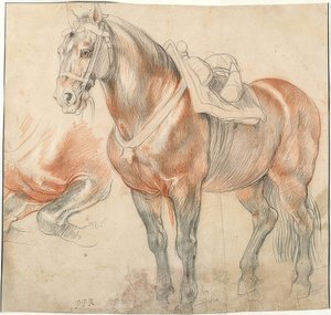 Cavallo sellato