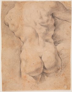 Torso maschile visto da dietro