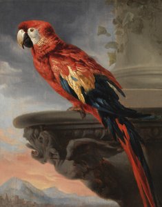 Pappagallo, c.1630-40