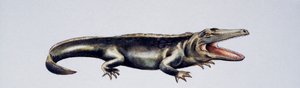 Cyclotosaurus sp, Mastodonsauridae, Tardo Triassico, opera di Peter Ross
(foto)
