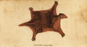 Lemure volante filippino, Cynocephalus volans, 1800 da Peter Simon Pallas