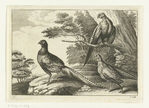Tre fagiani (serie: Diversarum avium species) da Peter van Liesebetten