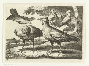 Oche e un cacatua