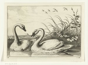 Due cigni (Diversarum avium species) da Peter van Liesebetten