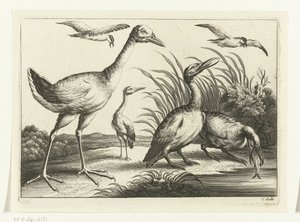 Uccelli acquatici (Specie diverse di uccelli) da Peter van Liesebetten