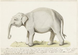 Elefante in piedi, verso sinistra da Petrus Camper