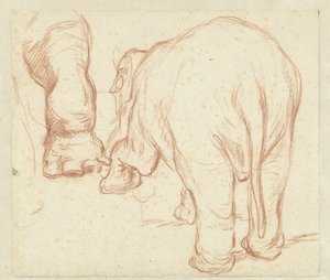 Elefante in piedi, visto da dietro, e una zampa da Petrus Camper