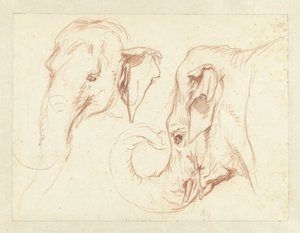 Due schizzi della testa di un elefante da Petrus Camper