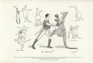 Il canguro pugilistico da Phil May