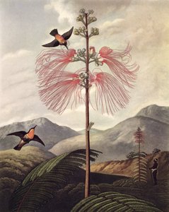 Grande pianta sensitiva fiorita, inciso da Thomas Medland (c.1765 – 1833), c.1799-1807