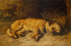 Un Cucciolo di Border Terrier