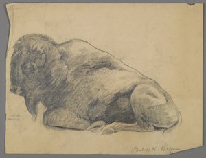 Bisonte da Philip H. Wolfrom