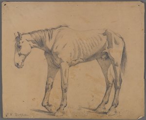 Cavallo