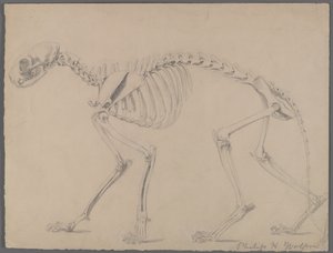Scheletro di un gatto da Philip H. Wolfrom
