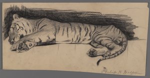Tigre dormiente